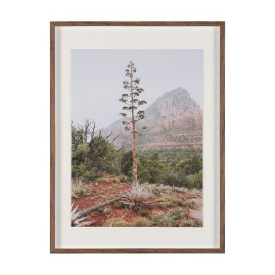 Agave on the Rocks by Kelly Frere Framed Art Print Matted under Glass